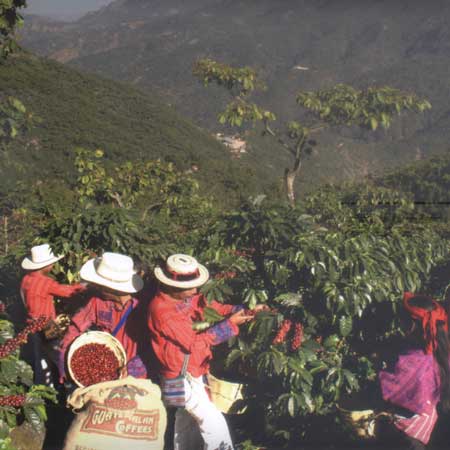 Peru Cajamarca Perfiles SHB EP Organic Fair Trade