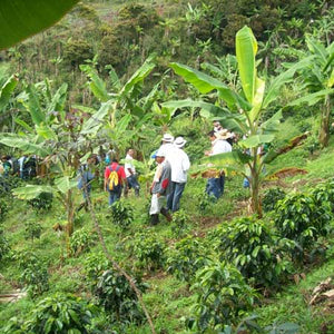 Honduras COMSA SHG EP Organic Fair Trade