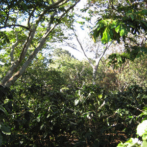 Nicaragua Alto de Jinotega COOMULFAC SHG EP Organic Fair Trade